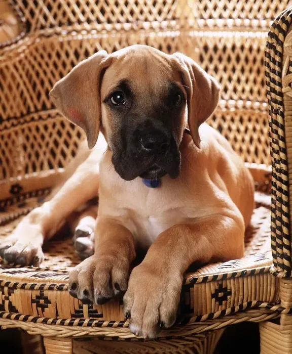 Framed Print : Animals - Dogs - Great Dane Great Dane puppy June 1985 01 / 06 / 1985 Framed Print : Animals - Dogs - Great Dane Great Dane puppy June 1985 01 / 06 / 1985