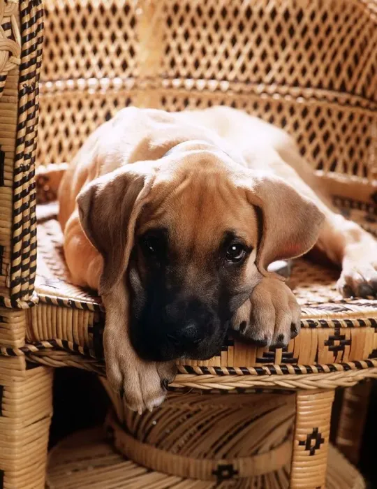 Framed Print : Animals - Dogs - Great Dane Great Dane Puppy June 1985 A©Mirrorpix