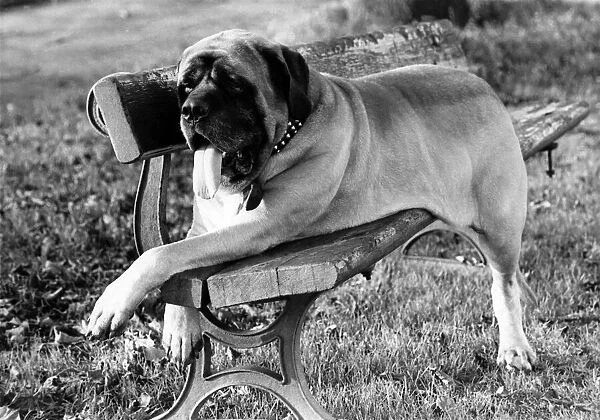 Animals Dogs Great Dane. November 1968 P000574