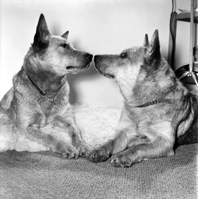 Framed Print : Animals: Dogs: History will be made at the Crufts dog show this year when Framed Print : Animals: Dogs: History will be made at the Crufts dog show this year when