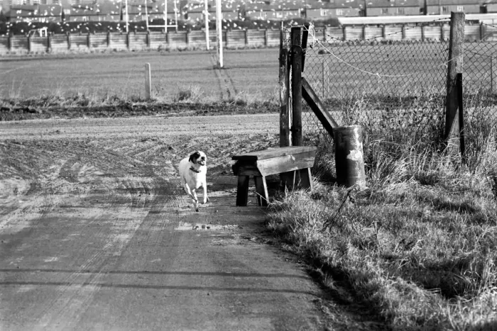 Framed Print : Animals Dogs: Home sick Lisa the rehomed stray returns to RSPCA Home Framed Print : Animals Dogs: Home sick Lisa the rehomed stray returns to RSPCA Home