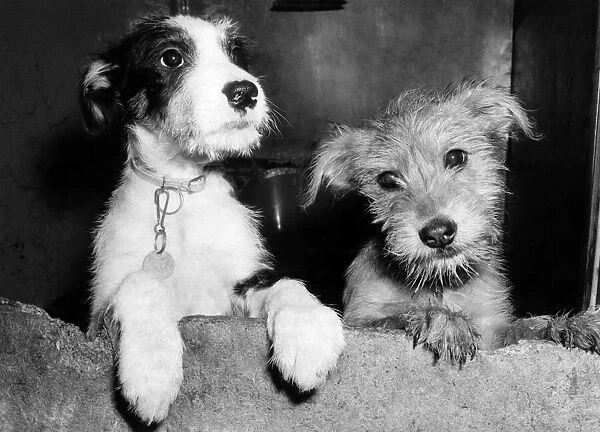 Animals - Dogs - Homes. Two of the 600 pets that ended up in Batterseas Dogs Home in