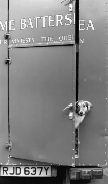Framed Print : Animals - Dogs - Homes. Jonathan, 9, chose a playful puppy from the hundreds of pets Framed Print : Animals - Dogs - Homes. Jonathan, 9, chose a playful puppy from the hundreds of pets
