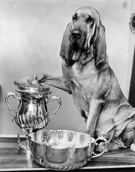 Animals: Dogs: IIm the Champ: Henry the famous T. V. Bloodhound, is now not only the top T