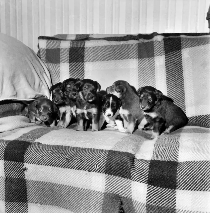 Framed Print : Animals. Dogs: Introducing (left to right), Kilburn, Lambeth, Bromley, Motorway, Ridgeway Framed Print : Animals. Dogs: Introducing (left to right), Kilburn, Lambeth, Bromley, Motorway, Ridgeway