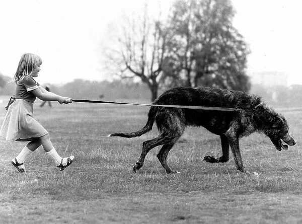Animals Dogs Irish Wolfhound Billie Jo Hibberd (5