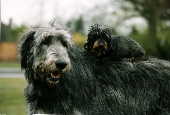 Framed Print : Animals Dogs Irish Wolfhound with other small dog circa 1998 A©Mirrorpix Framed Print : Animals Dogs Irish Wolfhound with other small dog circa 1998 A©Mirrorpix