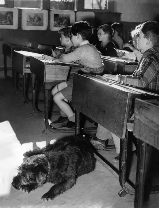 Framed Print : Animals: Dogs. January 1953 P004996