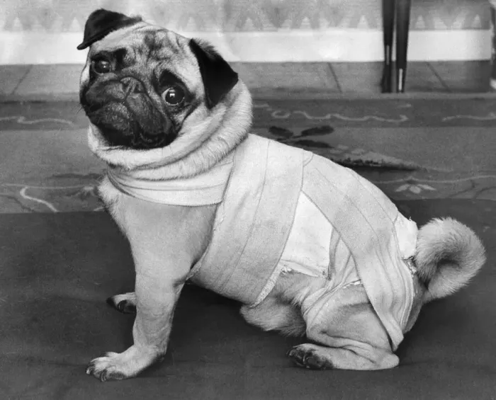 Framed Print : Animals: Dogs: Jason has Slipped Disc. 4 yrs. Old pug Jason who has 17 Champions in his Framed Print : Animals: Dogs: Jason has Slipped Disc. 4 yrs. Old pug Jason who has 17 Champions in his