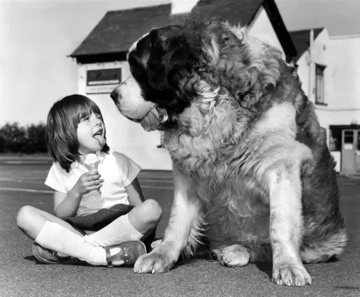 Framed Print : Animals Dogs Jason the St Bernard May 1980 Jason the St Bernard is a contender for Framed Print : Animals Dogs Jason the St Bernard May 1980 Jason the St Bernard is a contender for