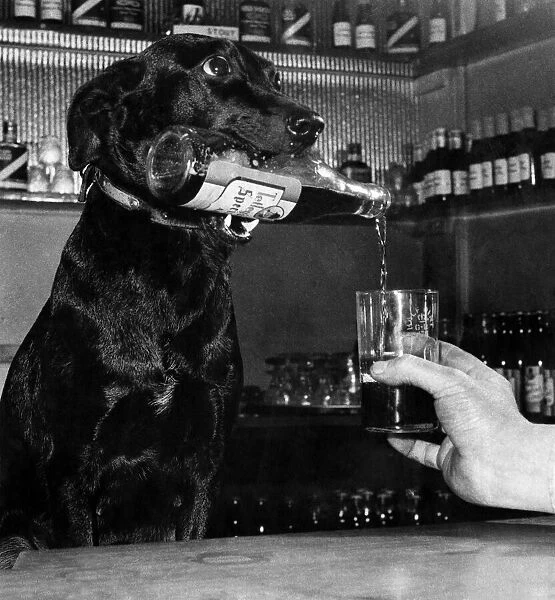 Animals: Dogs. 'Jet'serves beer in a pub at Preston. Febuary 1953 P006437