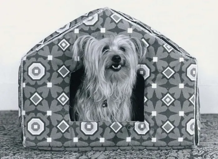 Framed Print : Animals Dogs Luxury Kennel for Cindy the Yorkshire terrier - little dog sitting in a Framed Print : Animals Dogs Luxury Kennel for Cindy the Yorkshire terrier - little dog sitting in a
