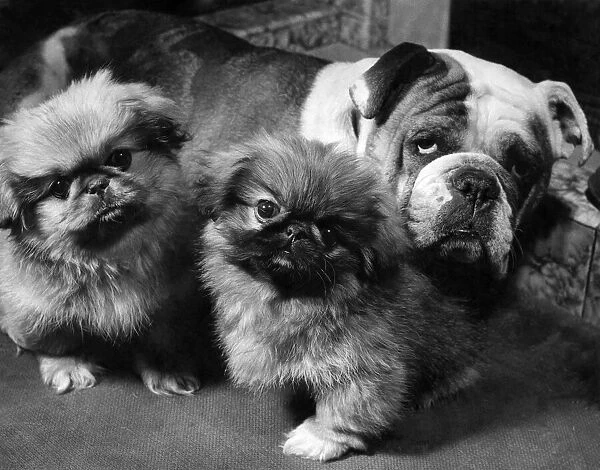 Animals- Dogs. March 1952
