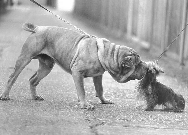 Animals Dogs November 1981 Humour Chinese Shar Pei Dog (large dog