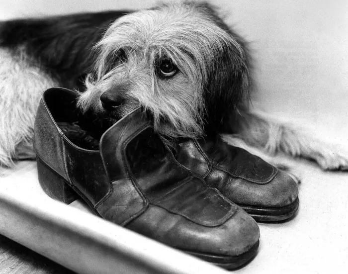 Framed Print : Animals Dogs October 1976 Bootsie was found alone at the charing cross station in Framed Print : Animals Dogs October 1976 Bootsie was found alone at the charing cross station in