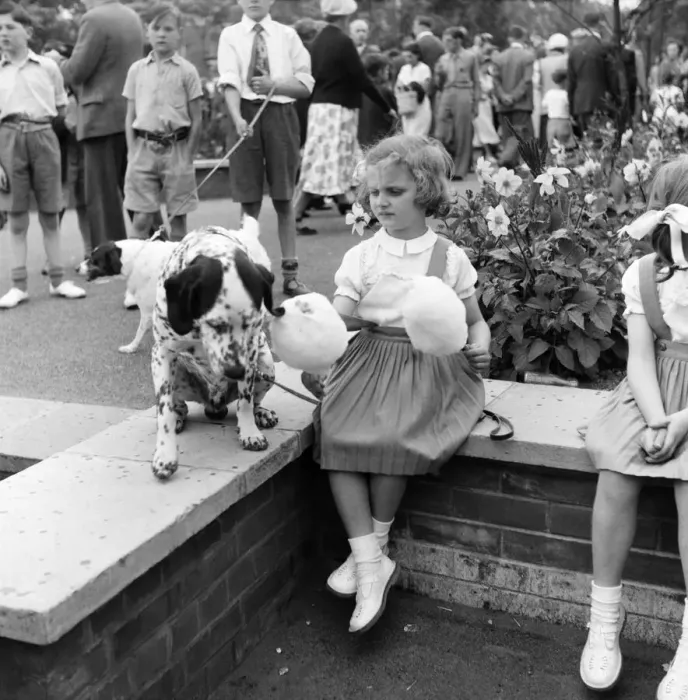 Framed Print : Animals: Dogs: Owners and contestants seen here talking part in The Daily Mirror Dog Show Framed Print : Animals: Dogs: Owners and contestants seen here talking part in The Daily Mirror Dog Show