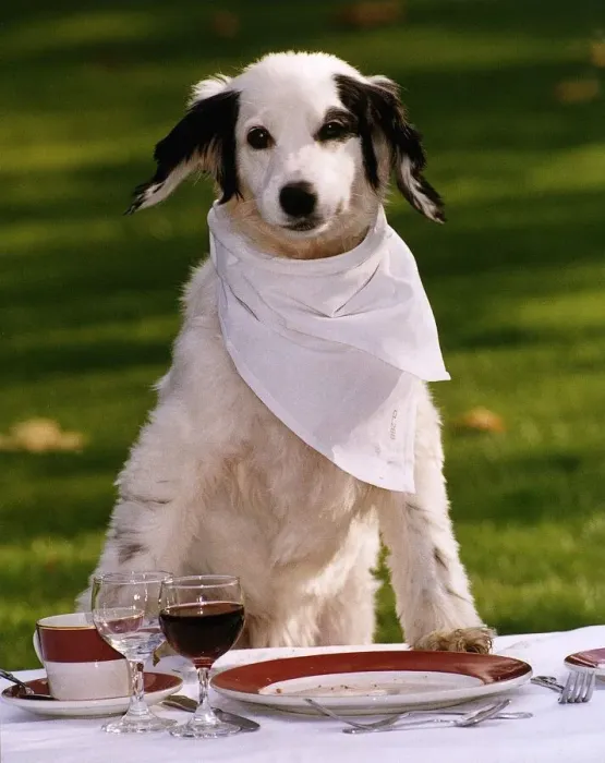 Framed Print : Animals Dogs Pet Slimmer of the Year Candy waiting for her winning dogs dinner Framed Print : Animals Dogs Pet Slimmer of the Year Candy waiting for her winning dogs dinner