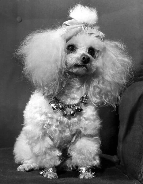 Animals Dogs. Here is 'Petal'the model poodle wearing balls round her neck