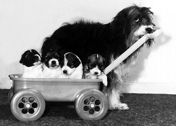 Animals - Dogs Pippin Pippin the English Sheepdog with her pups in a cart