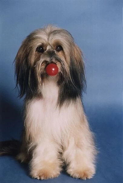 Animals Dogs Pippin TV Commercial star supporting Comic Relief Red Nose Day