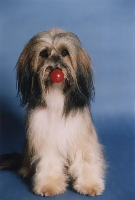 Framed Print : Animals Dogs Pippin TV Commercial star supporting Comic Relief Red Nose Day May