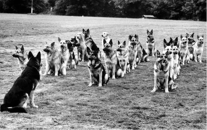 Framed Print : Animals Dogs Police Dog Parade January 1972 Photography Competitions Rothmans Framed Print : Animals Dogs Police Dog Parade January 1972 Photography Competitions Rothmans