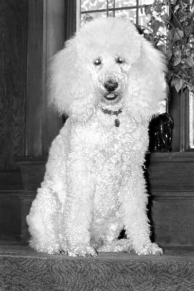 Animals: Dogs: Poodle 'Roger'whos a diabetic. February 1981 81-00535-004