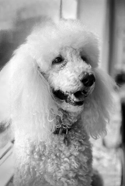 Animals: Dogs: Poodle 'Roger'whos a diabetic. February 1981 81-00535-002