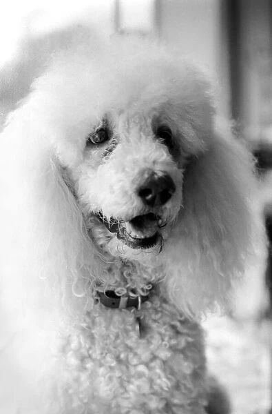 Animals: Dogs: Poodle 'Roger'whos a diabetic. February 1981 81-00535