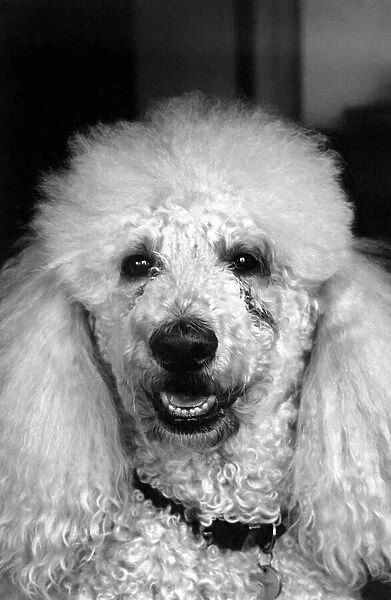 Animals: Dogs: Poodle 'Roger'whos a diabetic. February 1981 81-00535-003