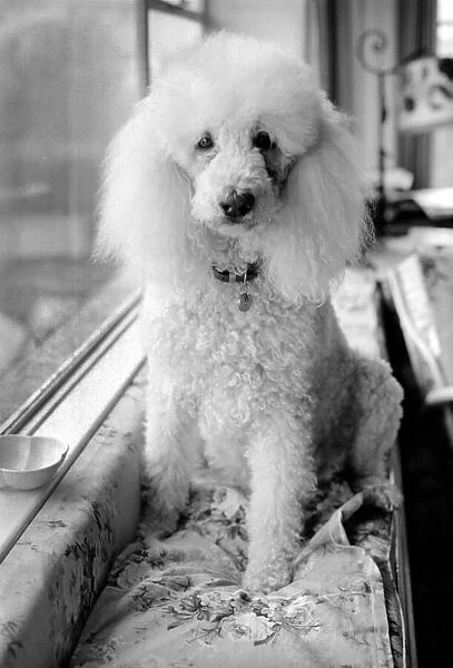 Animals: Dogs: Poodle 'Roger'whos a diabetic. February 1981 81-00535-001
