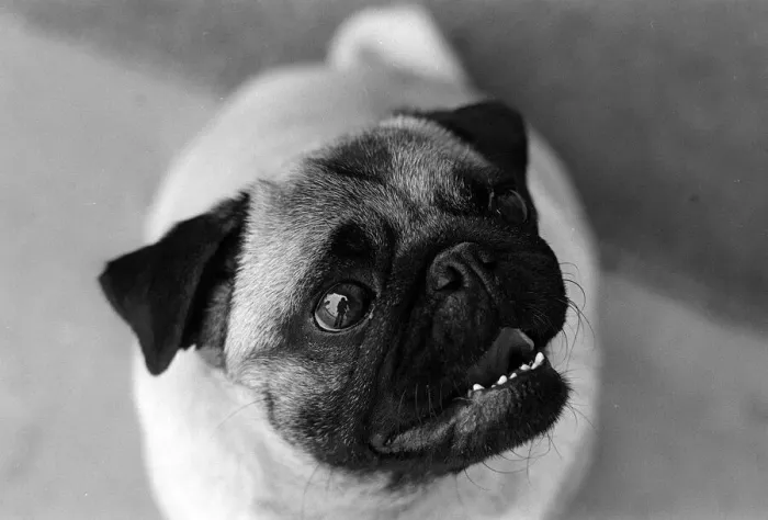 Framed Print : Animals Dogs Pug Dog June 1962 Framed Print : Animals Dogs Pug Dog June 1962