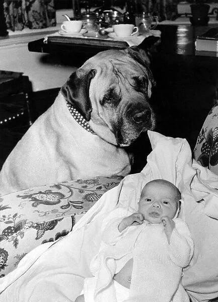 Animals Dogs Remember the bull mastiff Prade who was being taught to be friends with