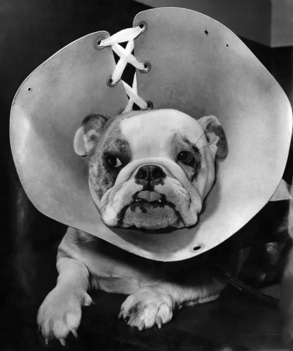 Framed Print : Animals: Dogs. Sheela - after face-lifting operation with hood on to prevent her rubbing Framed Print : Animals: Dogs. Sheela - after face-lifting operation with hood on to prevent her rubbing