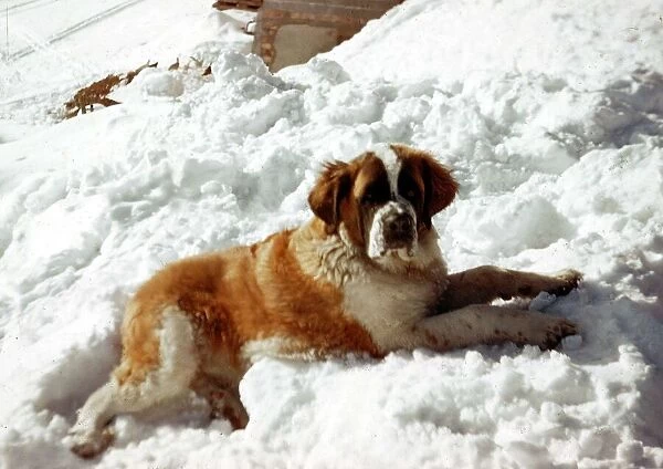 Animals - Dogs St Bernard Dog - September 1970 in the snow