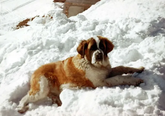 Framed Print : Animals - Dogs St Bernard Dog - September 1970 in the snow Framed Print : Animals - Dogs St Bernard Dog - September 1970 in the snow
