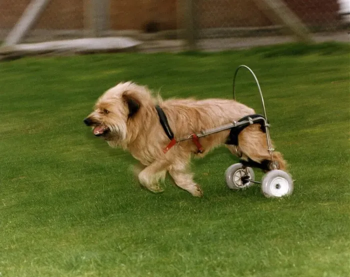 Framed Print : Animals Dogs Susie the Terrier out for a walk in Redford Bristol circa 1996
