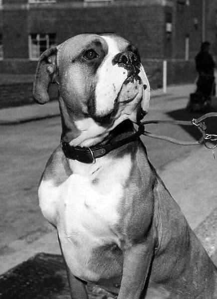 Animals Dogs. This is Tim the three-year-old boxer dog who was a distinguished patient
