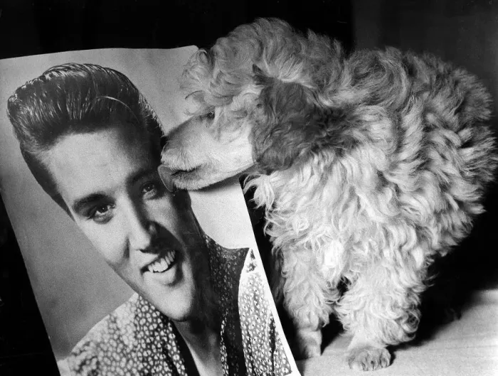 Framed Print : Animals Dogs Toy Poodle Teddy Bear Elvis Presley October 1960 10 week old Golden