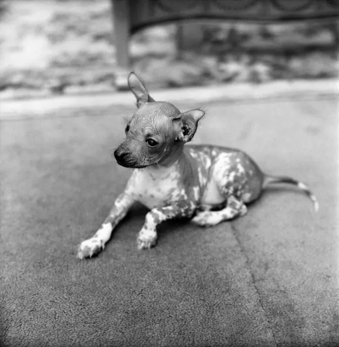 Framed Print : Animals Dogs Unusual: Mr. WU'is six weeks old and is a very rare breed Framed Print : Animals Dogs Unusual: Mr. WU'is six weeks old and is a very rare breed