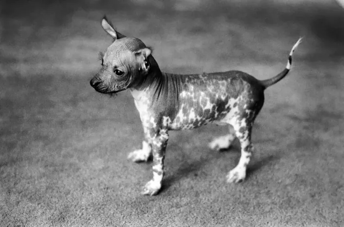 Framed Print : Animals Dogs Unusual: Mr. WU'is six weeks old and is a very rare breed