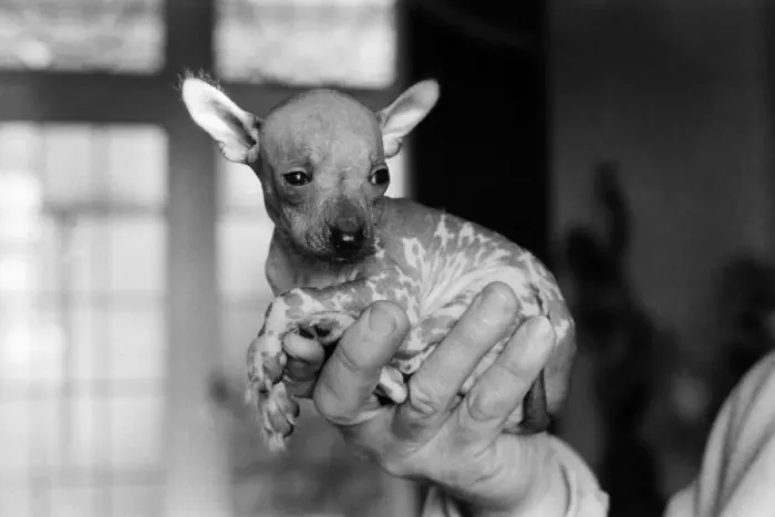 Framed Print : Animals Dogs Unusual: Mr. WU'is six weeks old and is a very rare breed