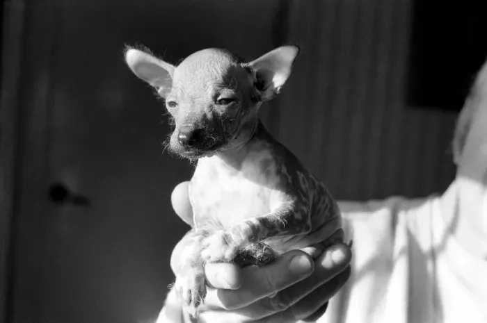 Framed Print : Animals Dogs Unusual: Mr. WU'is six weeks old and is a very rare breed