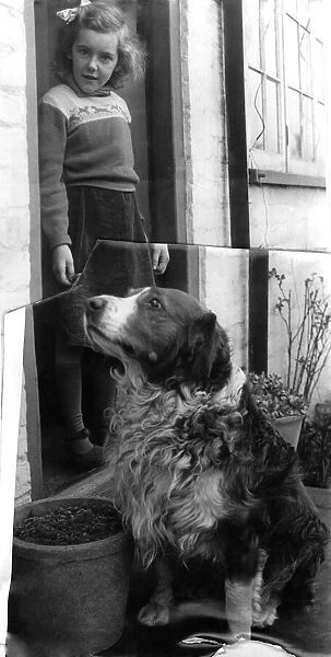 Animals: Dogs. 'Vic'of Angmering, Sussex with a little girl on the doorstep