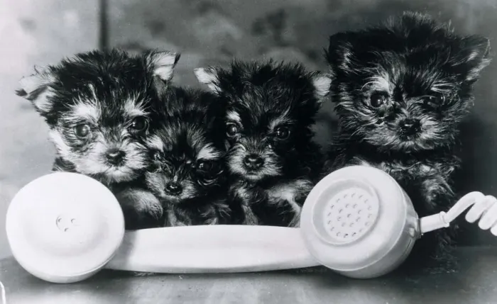 Framed Print : Animals Dogs Yorkshire Terrier Puppies Dogs cute puppies by a telephone reciever Framed Print : Animals Dogs Yorkshire Terrier Puppies Dogs cute puppies by a telephone reciever