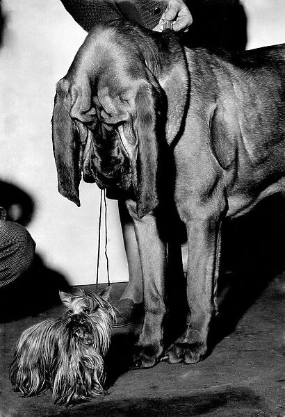 Animals: Dogs: Yorkshire terriers. February 1960 P012672