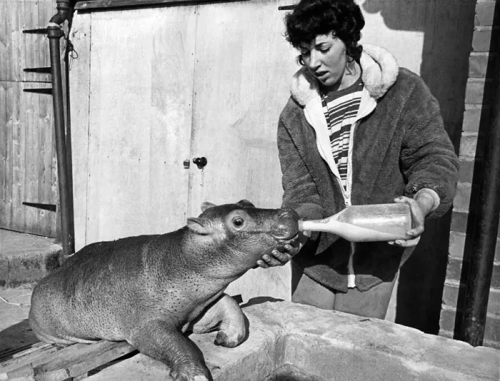 Framed Print : Animals: Esme The V. S. B. They ve got a V. S. B. down at Longleat in Wiltshire Framed Print : Animals: Esme The V. S. B. They ve got a V. S. B. down at Longleat in Wiltshire