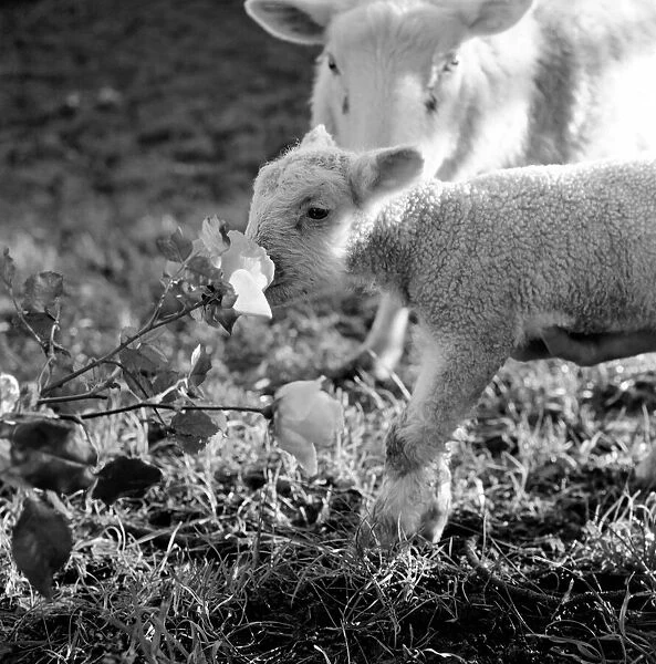 Animals - Flowers - Spring - Cute: Youngs lambs. December 1974 74-7623-013