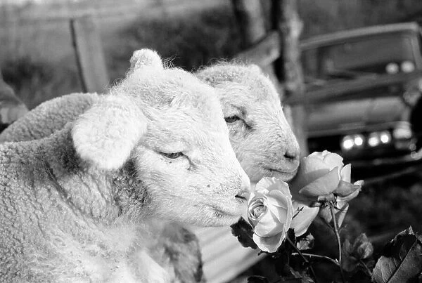 Animals - Flowers - Spring - Cute: Youngs lambs. December 1974 74-7623-007