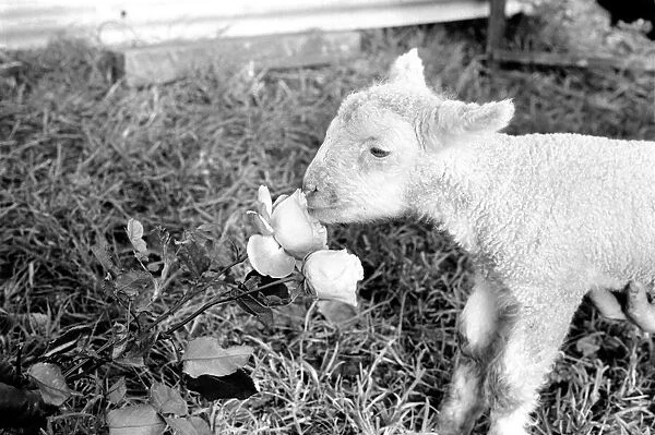 Animals - Flowers - Spring - Cute: Youngs lambs. December 1974 74-7623-004